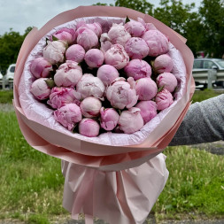 29 пионов &quot;Сара-Бернар&quot; в нежно-розовой упаковке